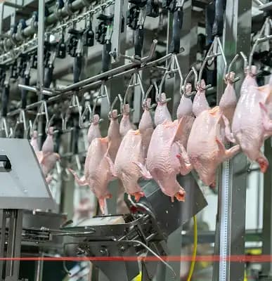 Insulated Panels for Poultry Processing Plants