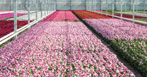 Flower Industry